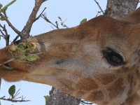 Marion, Romane South Africa 2014 (18 of 63) : KNP Satara area, Marion visit